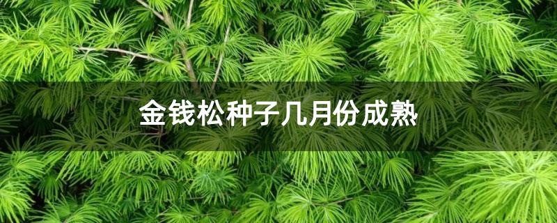 金錢松種子幾月份成熟