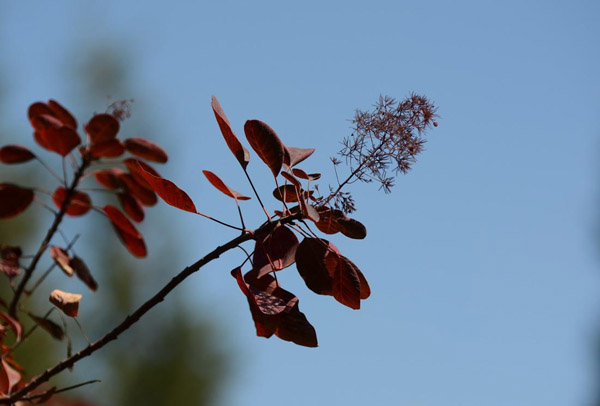 美國(guó)紫葉紅櫨