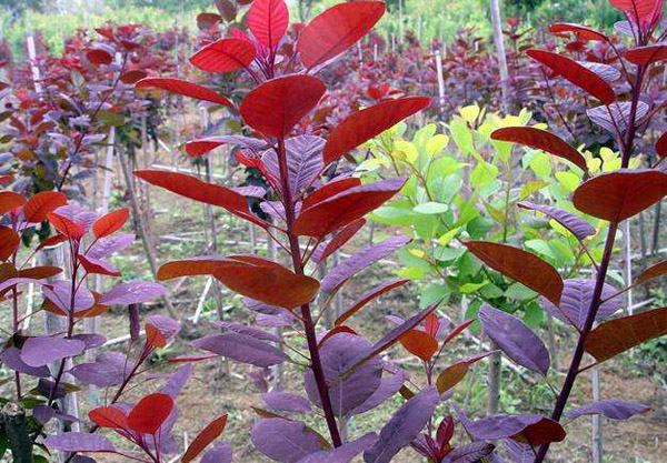 美國(guó)紫葉紅櫨