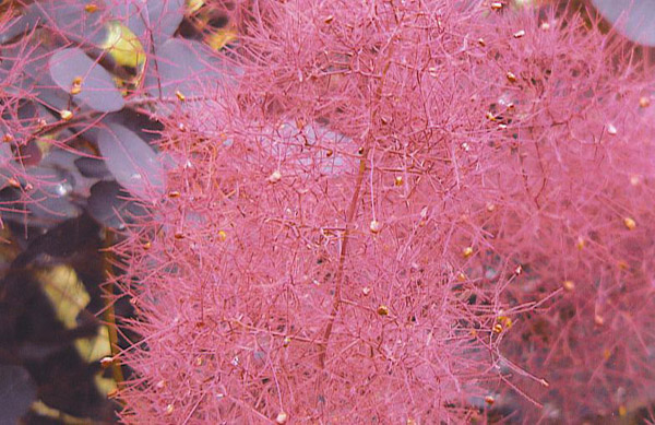 美國(guó)紫葉紅櫨