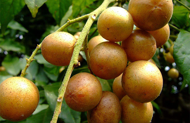 南方種植什么木材樹好?適合南方種植的樹有哪些?