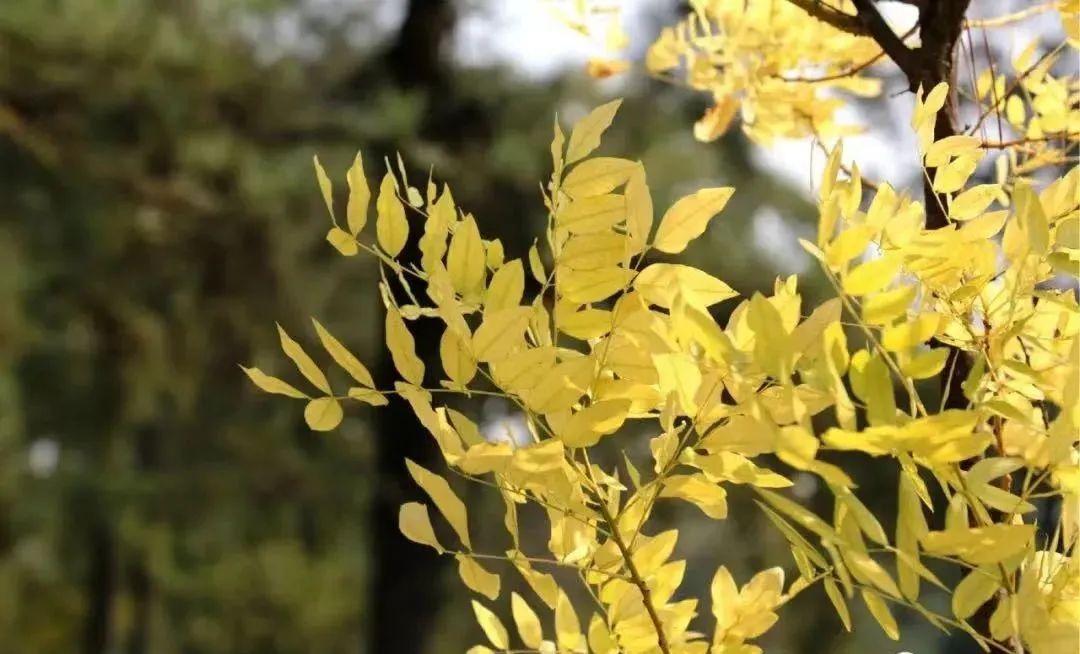 1673559596109414.jpg 微信圖片_20230113053731.jpg