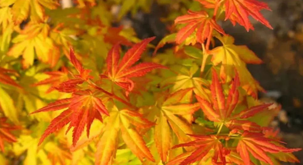 1674482811491671.jpg 橙之夢.jpg