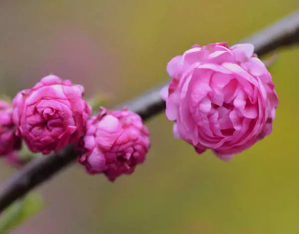 1675701997919795.jpg 微信圖片_20230207004526.jpg