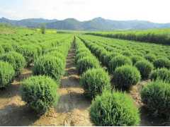 球型類苗木 園林綠化景觀植物圓