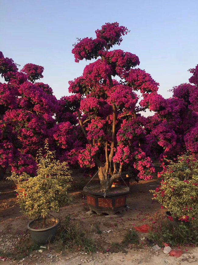 福建三角梅批發(fā)基地哪個好?大型三角梅批發(fā)基地介紹