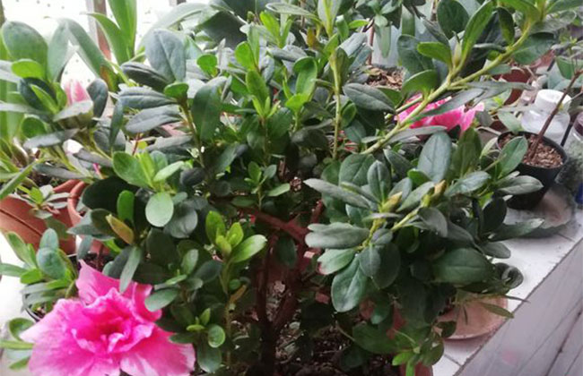 杜鵑花哪個季節(jié)開放?杜鵑花語和寓意