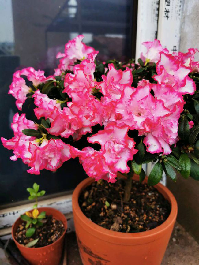 杜鵑的花語是什么?杜鵑的寓意和象征