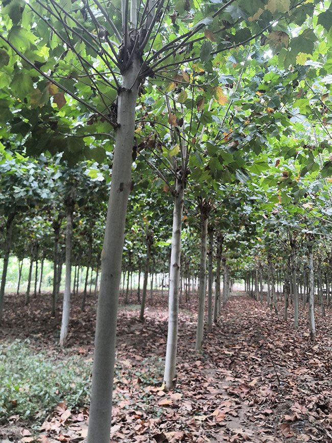 速生法桐多少錢一棵?2020年速生法桐價(jià)格最新價(jià)格