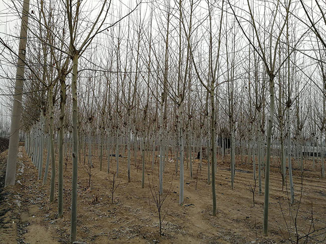 速生法桐多少錢一棵?2020年速生法桐價(jià)格最新價(jià)格