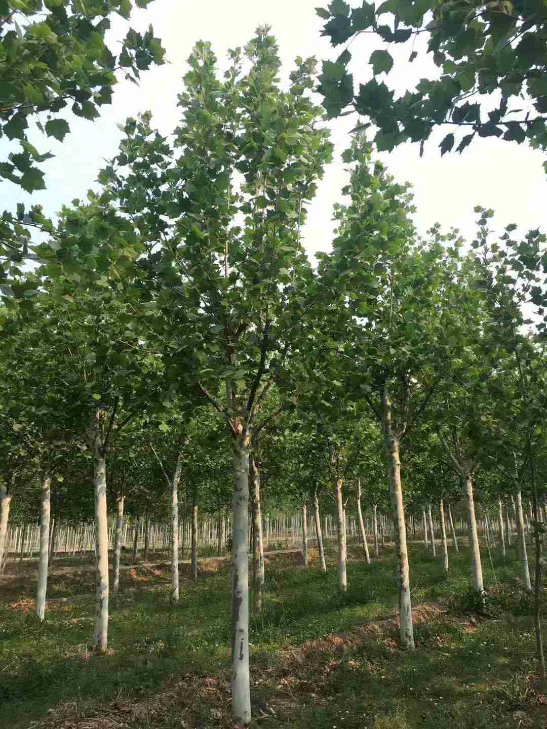 15公分法桐多少錢 基地20公分法桐價格圖片