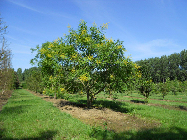 復(fù)羽葉欒樹