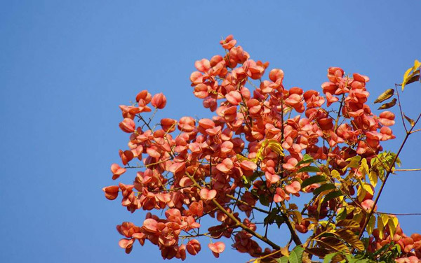 復(fù)羽葉欒樹的果實(shí)