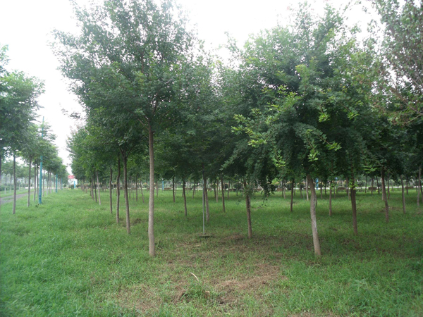 五角楓基地實拍圖