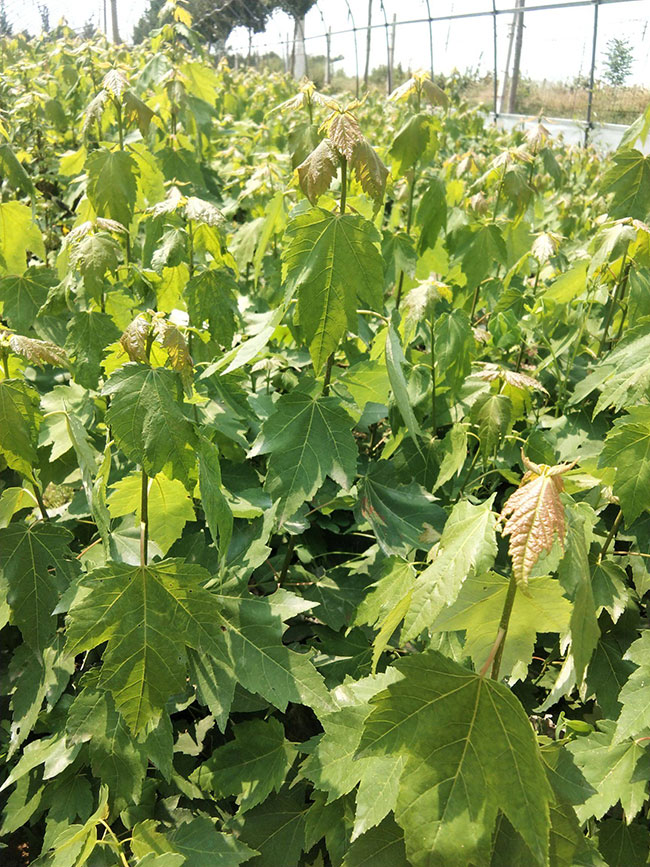 紅楓樹多少錢一棵?2020年紅楓樹價格最新價格