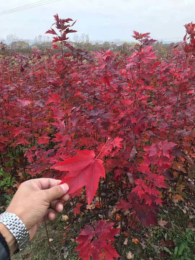 紅楓樹多少錢一棵?2020年紅楓樹最新價格