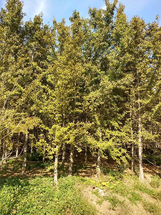 銀杏樹(shù)苗多少錢(qián)一棵?銀杏樹(shù)苗怎么種植?