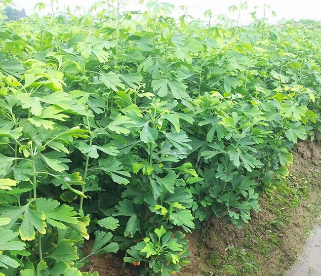 銀杏樹(shù)苗多少錢(qián)一棵?銀杏樹(shù)苗怎么種植?