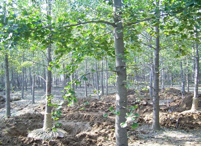 銀杏樹(shù)苗多少錢(qián)一棵?銀杏樹(shù)苗怎么種植?
