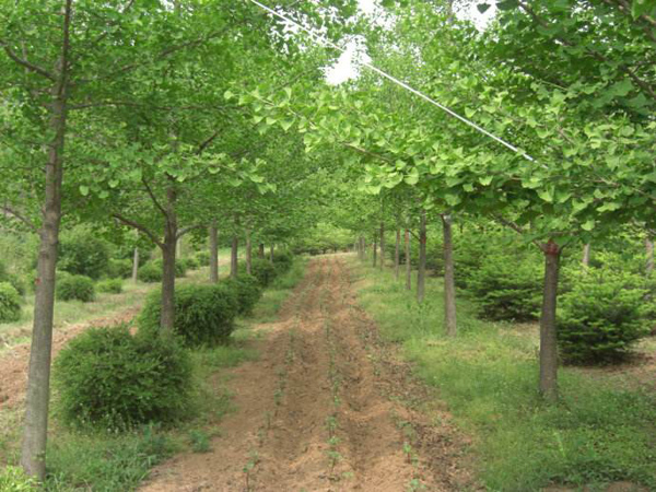 銀杏樹基地實(shí)拍