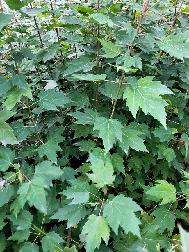 紅楓多少錢一棵?2020年楓樹苗價(jià)格最新行情預(yù)測(cè)