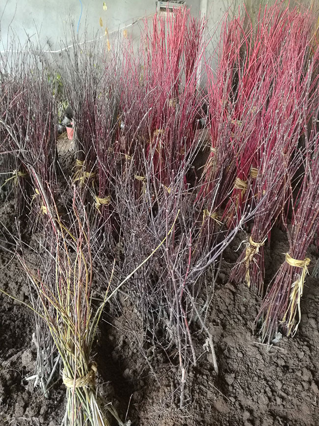 紅楓多少錢一棵?2020年紅楓價格最新行情預測