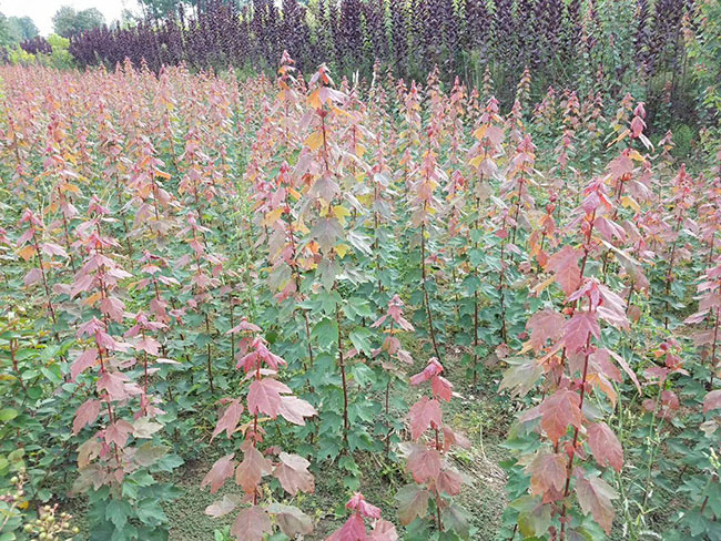 美國(guó)紅楓怎么扦插?美國(guó)紅楓扦插技術(shù)