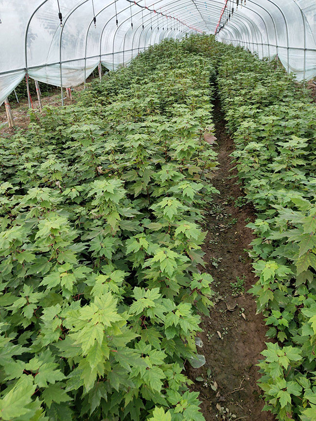 美國(guó)紅楓怎么扦插?美國(guó)紅楓扦插技術(shù)