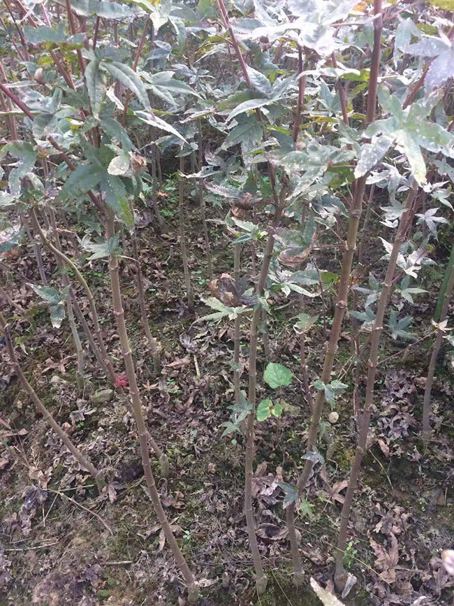 美國(guó)紅楓怎么扦插?美國(guó)紅楓扦插技術(shù)