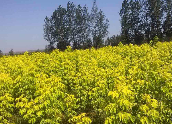 金葉復(fù)葉槭種植基地