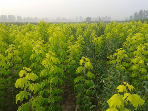 金葉復(fù)葉槭苗木基地