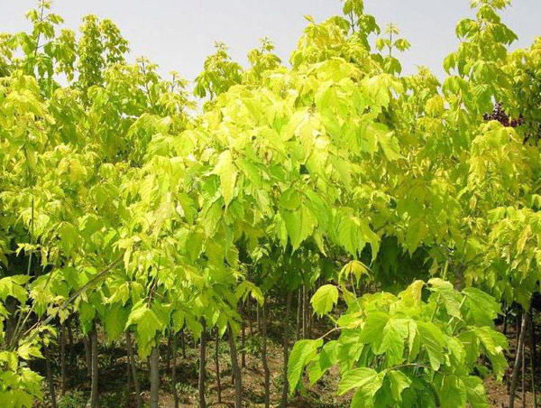 金葉復(fù)葉槭