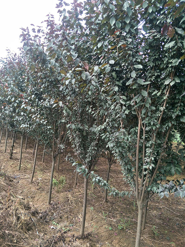 紅葉李什么時(shí)候移植好?紅葉李的移栽方法