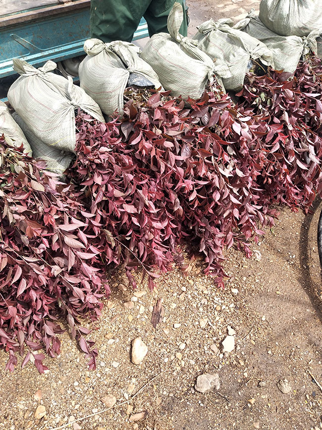 紅葉李什么時(shí)候移植好?紅葉李的移栽方法