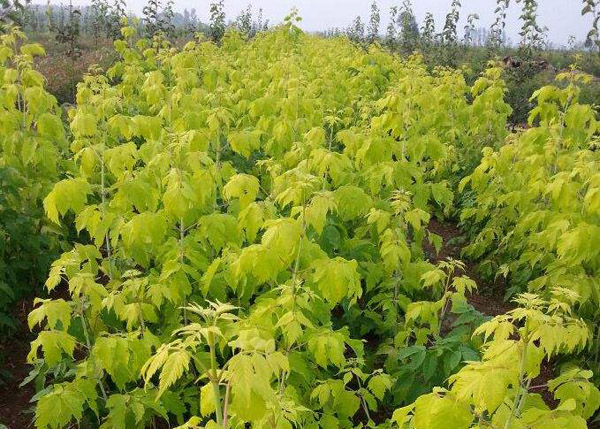 金葉復(fù)葉槭