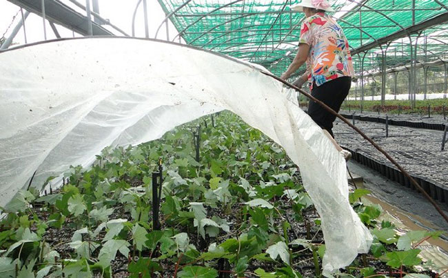 美國紅楓有幾種育苗方法?美國紅楓的育苗方法