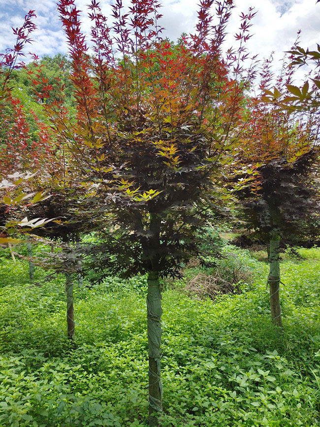 美國紅楓前景怎么樣?2020年種植美國紅楓秋火焰前景如何?