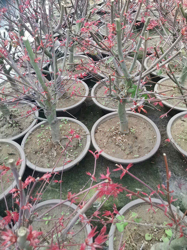 日本紅楓幾月份嫁接?日本紅楓嫁接時(shí)間