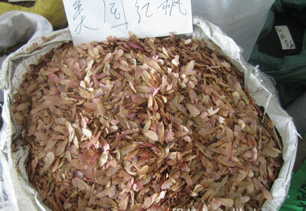 美國(guó)紅楓種子