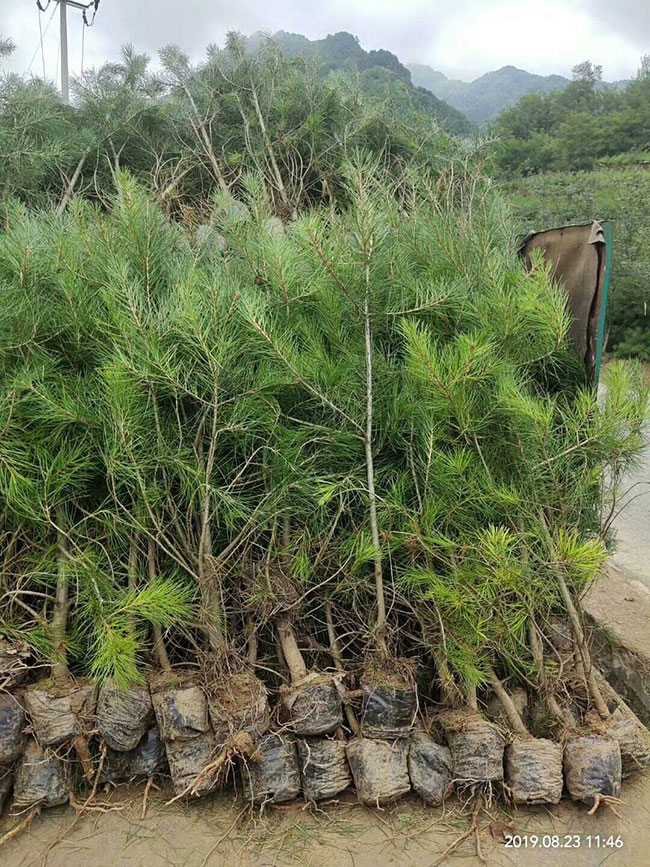 白皮松針葉發(fā)黃怎么辦?白皮松針葉發(fā)黃原因及解決方法