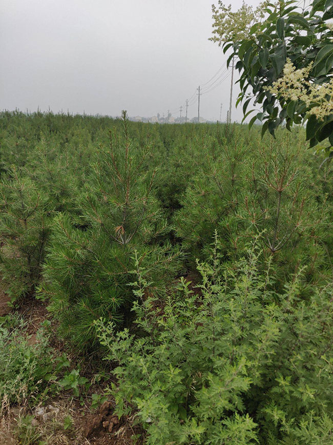 白皮松針葉發(fā)黃怎么辦?白皮松針葉發(fā)黃原因及解決方法