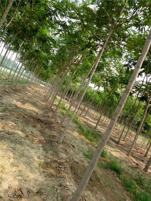 臭椿種植基地實(shí)拍