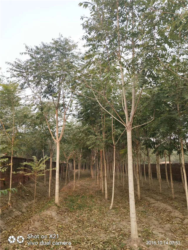 臭椿種植基地實(shí)拍