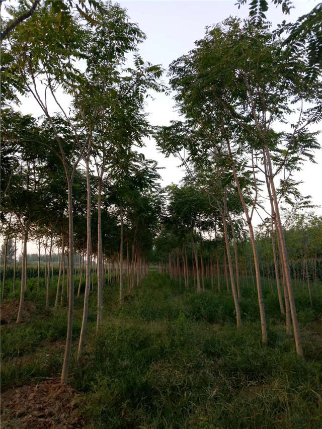 臭椿種植基地實(shí)拍