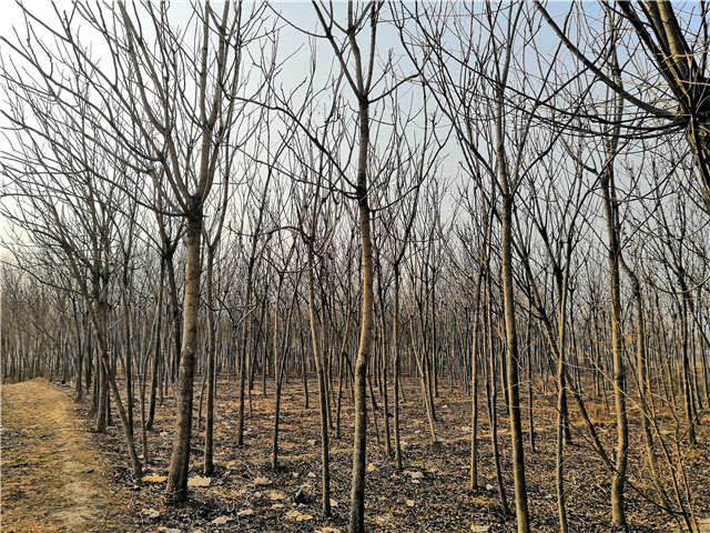 臭椿種植基地實(shí)拍