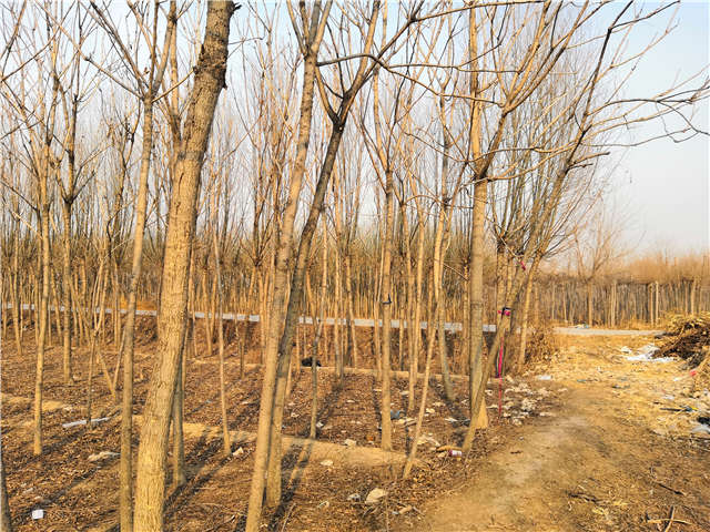 臭椿種植基地實(shí)拍