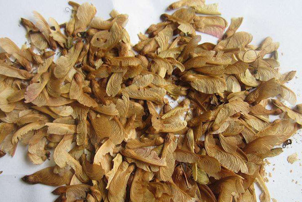 美國(guó)紅楓種子