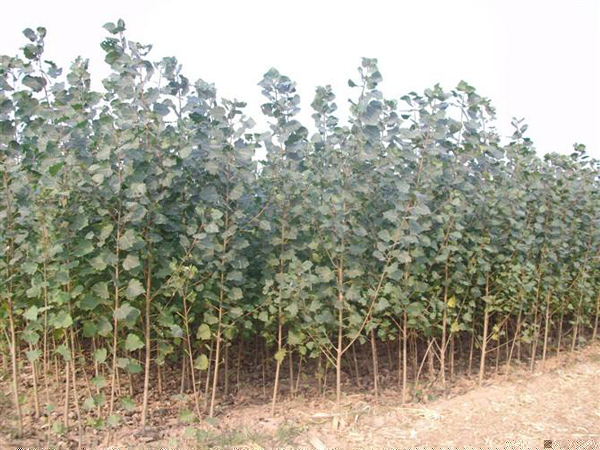 楊樹多少錢一棵?楊樹能活多少年?