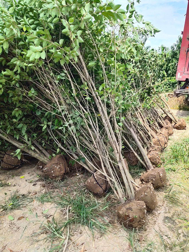 15公分大葉女貞價格多少錢？2020年最新大葉女貞價格