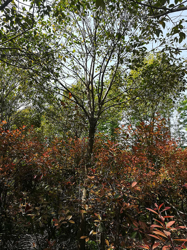 15公分大葉女貞價格多少錢？2020年最新大葉女貞價格